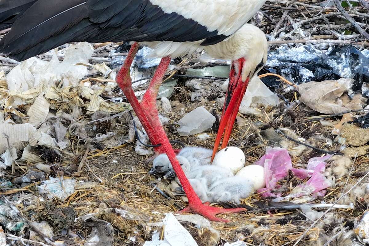 Yer Konya! Ölümün yanı başında yeni hayatlar göğe kanat açıyor 6